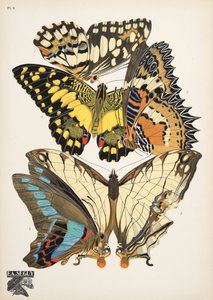 Plaat 9, uit Papillons, uitgegeven 1925