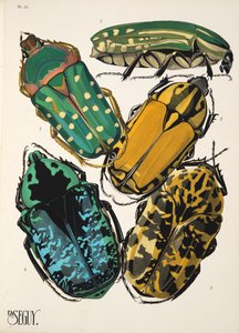 Plaat 12 uit Insectes, uitgegeven in de jaren 1930 door Émile Allain Séguy