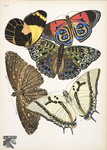 Plaat 12, uit Papillons, uitgegeven in 1925