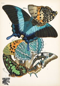 Plaat 13, uit Papillons, pub. 1925