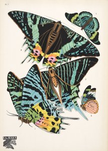 Plaat 7, uit Papillons, pub. 1925