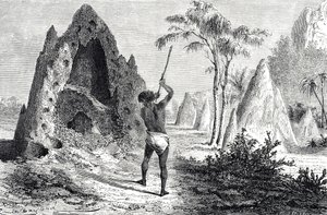 Netten van de witte mieren, termieten (gravure) door Emile Antoine Bayard