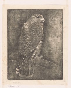 Valk op een tak door Emilius Wilhelmus Dehé (signed by artist)