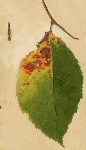 Verkreukeld en Verdord Blad Rand Nabootsende Rups