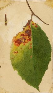 Verfrommelde en verwelkte bladrand die rups nabootst, studie voor boek Concealing Coloration in the Animal Kingdom