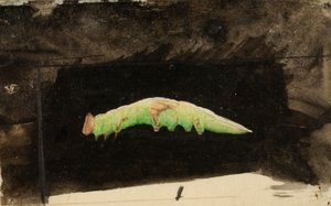 Grote gevlekte strandblad rups