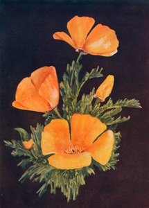 Californische Klaproos, c1915 door Emma Graham Clock