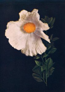Matilija Poppy, ca. 1915