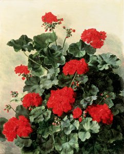 Rode geraniums. Schilderij van Emmy Marie Caroline Thornam (1852-1935) Olieverf op doek. Privécollectie.