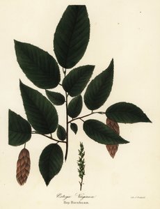 Amerikaanse hopbeuk, Ostrya virginiana