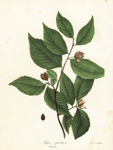 Beuk, Fagus sylvatica