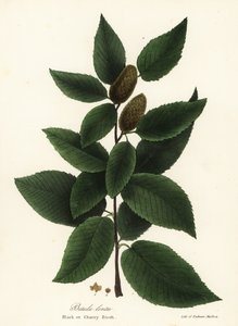 Zwarte berk of kersenberk, Betula lenta