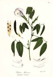 Vlindererwt, Atlantische duivenvleugels of Maryland clitoria, Clitoria mariana door Endicott Endicott
