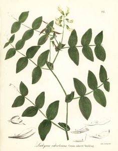 Crème erwten of crèmekleurige wikke, Lathyrus ochroleucus door Endicott Endicott