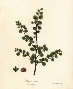 Dwergberk, Betula nana