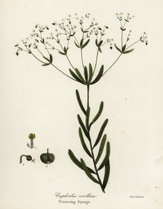 Bloeiende wolfsmelk, Euphorbia corollata