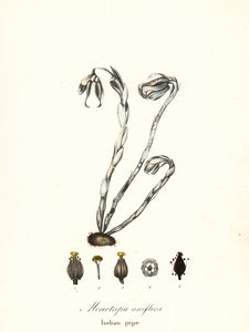 Spookplant, spookpijp, Indiase pijp of lijkplant, Monotropa uniflora door Endicott Endicott