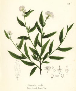 Jersey thee, Ceanothus herbaceus (Smalbladige Jersey Thee, Ceanothus ovalis) door Endicott Endicott