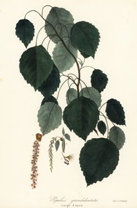 Grote esp, Populus grandidentata