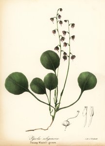 Leverblad wintergroen, moeraswintergroen of roze wintergroen, Pyrola asarifolia door Endicott Endicott