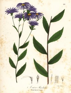 Ruwe aster of ruwe bosaster, Eurybia radula