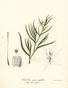 Modderplant of waterhyacint, Heteranthera dubia (Waterstergras, Schollera graminifolia)