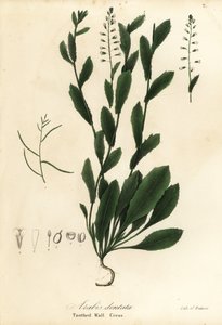Murbeckiella pinnatifida