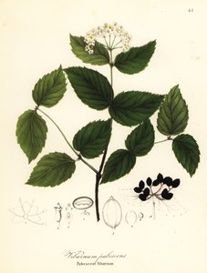 Behaarde sneeuwbal, Viburnum pubescens