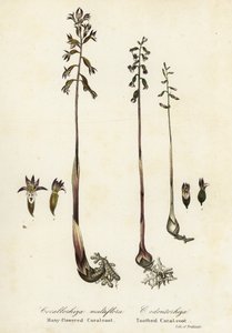 Gevlekte koraalwortel, Corallorhiza maculata, en herfst koraalwortel, Corallorhiza odontorhiza (Veelbloemige koraalwortel, Corallorhiza multiflora, en getande koraalwortel) door Endicott Endicott