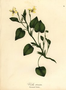 Gestreepte crème viooltje, crèmekleurige viooltje of gestreepte viooltje, Viola striata door Endicott Endicott