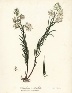 Gekrulde zijdeplant, oostelijke gekrulde zijdeplant, paardenstaart zijdeplant of kransbladige zwaluwwortel, Asclepias verticillata door Endicott Endicott