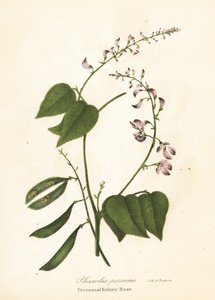 Wilde nierboon, Phaseolus polystachios