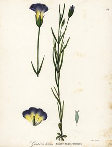 Windmolen gefranjerde gentiaan, Gentianopsis detonsa (Klein-gefranjerde gentiaan, Gentiana detonsa)