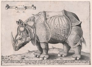 Neushoorn door Enea Vico