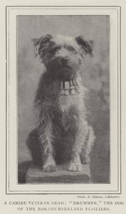 Een overleden hondenveteraan, Drummer, de hond van de Northumberland Fusiliers door English Photographer