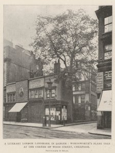 Een Literair Londens Landmark in Gevaar, Wordsworths Plataan aan de Hoek van Wood Street, Cheapside door English Photographer