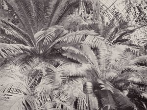Een groep Cycads in het Palmhuis in Kew door English Photographer
