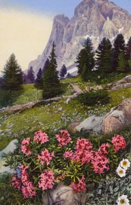 Alpenbloemen: Daphne Striata met Dryas Octopetala (rechts) door English Photographer