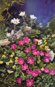 Alpenbloemen: Draba Aizoides met Primula Minima (midden) en Anemone Baldensis (achter)