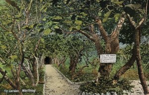 Oude vijgentuinen in Tarring, Worthing, Sussex, beweren de oudste vijgenboom in Engeland te hebben, geplant door Thomas Becket (foto)