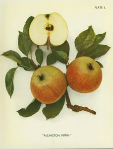 Appels van Engeland: Allington Pippin (kleurenfoto) door English Photographer