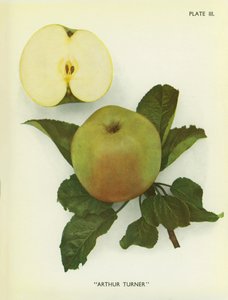Appels van Engeland: Arthur Turner (kleurenfoto) door English Photographer