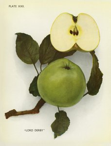 Appels van Engeland: Lord Derby (kleurenfoto) door English Photographer
