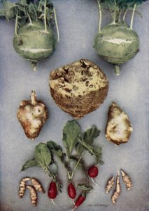 Artisjokken, koolrabi, knolselderij en radijs (kleurenfoto)
