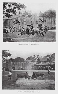 Stierengevecht in Kelantan