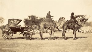 Kameelkoets, ca.1860 (fotogravure)