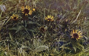 Carlina distels (foto)