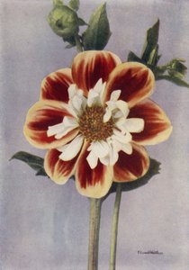 Collerette Dahlia, Gallia (kleurenfoto) door English Photographer
