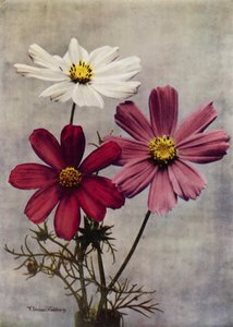 Cosmos Bipinnatus (kleurenfoto) door English Photographer