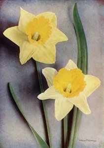 Narcis (kleurenfoto) door English Photographer